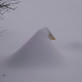 Healing in the Country Image